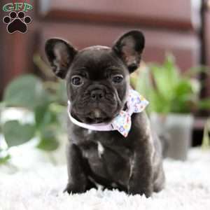 Jennifer, French Bulldog Puppy